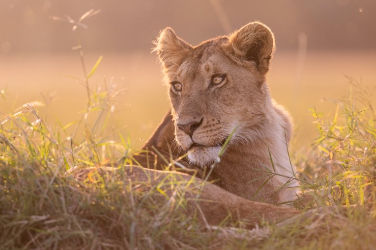 Nusurika Masai Mara