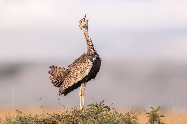Black-bellied bustard Masai Mara