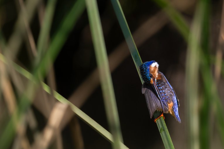 Malachite kingfisher, Masai Mara