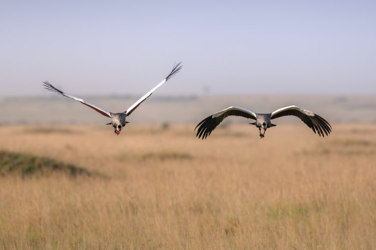 Grey crowned cranes in flight