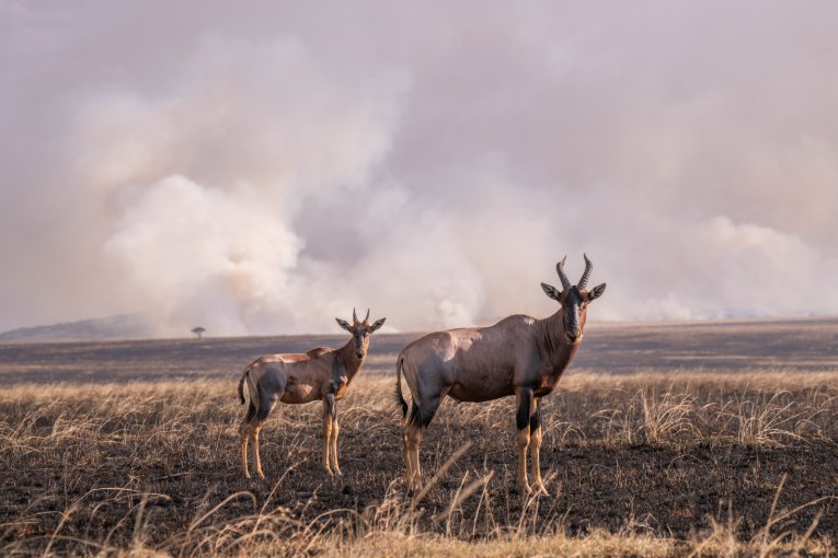 Masai Mara controlled burning