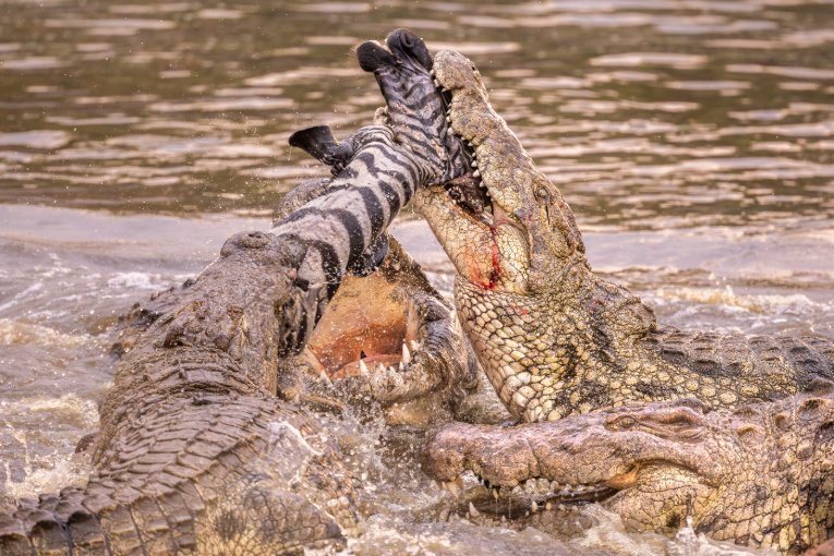 Mara River crocodiles