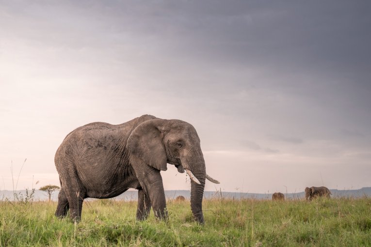 Elephants Masai Mara