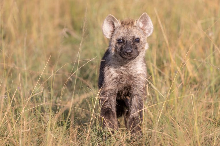 Hyena pup Masai Mara