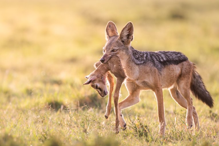 Black-backed jackal Masai Mara