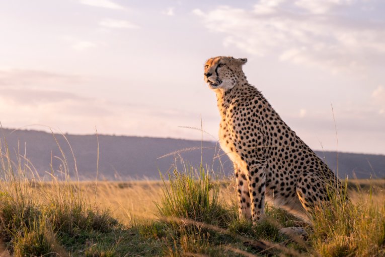 Nagol cheetah Masai Mara