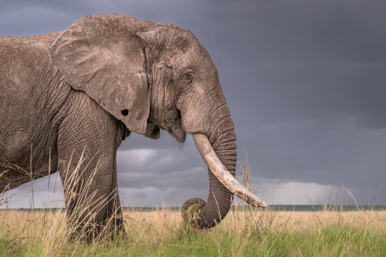 Blossom the elephant