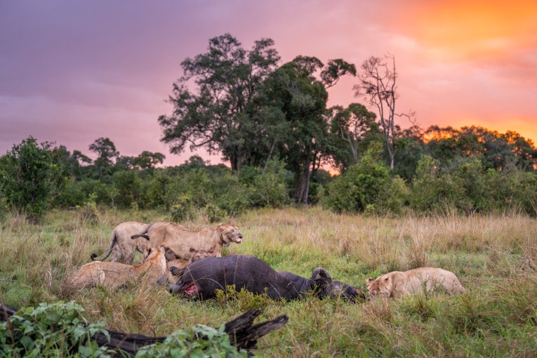 Marsh Pride, Kenya