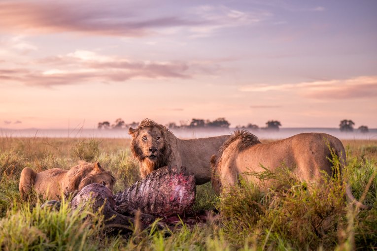 The Topi Boys, Masai Mara