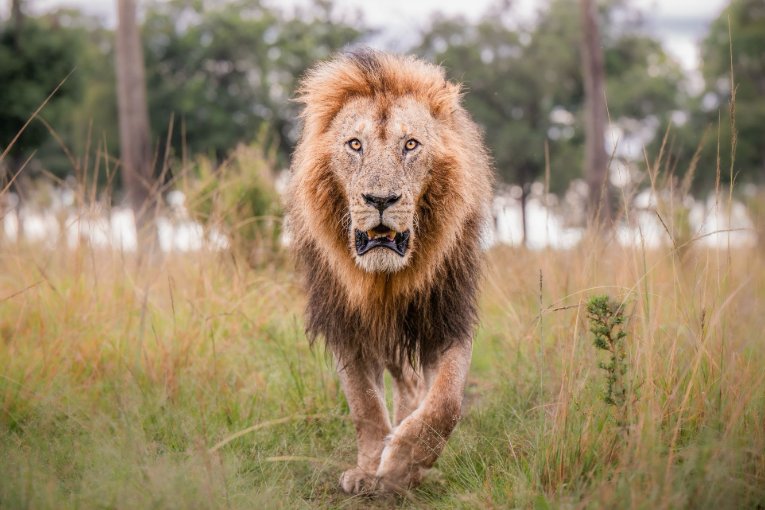 Muwaji, son of Morani