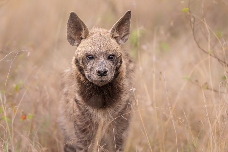 Striped hyena on Mugie Conservancy