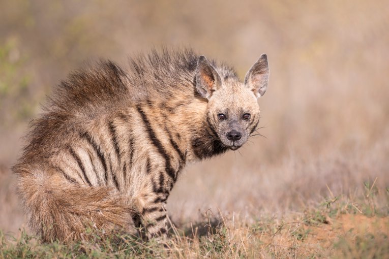 https://governorscamp.com/wp-content/uploads/2025/04/Striped-hyena-11.jpg