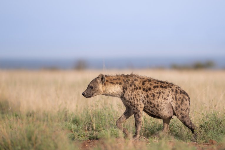 Spotted hyena on Mugie Conservancy