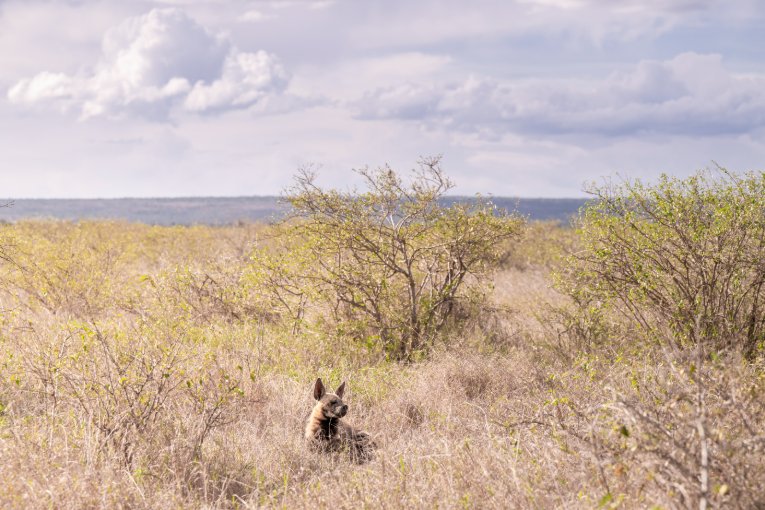 Striped hyena on Mugie Conservancy