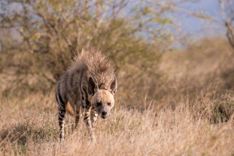 Striped hyena on Mugie Conservancy