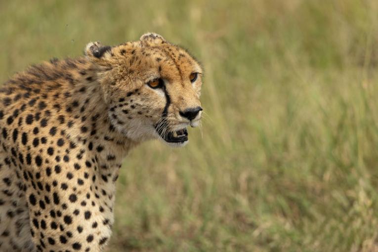 Ruka, cheetah, Masai Mara