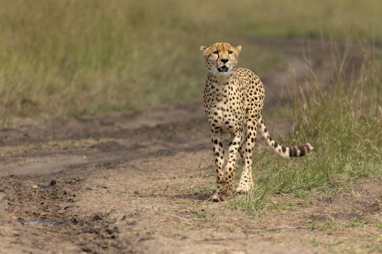 Ruka cheetah, Masai Mara