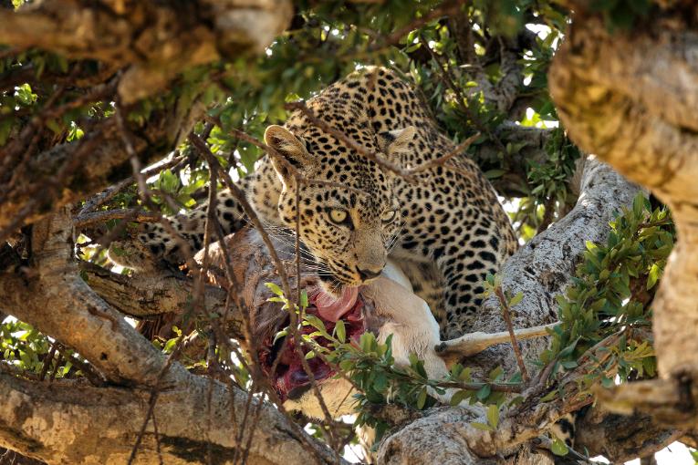 Faulu, leopard, Masai Mara