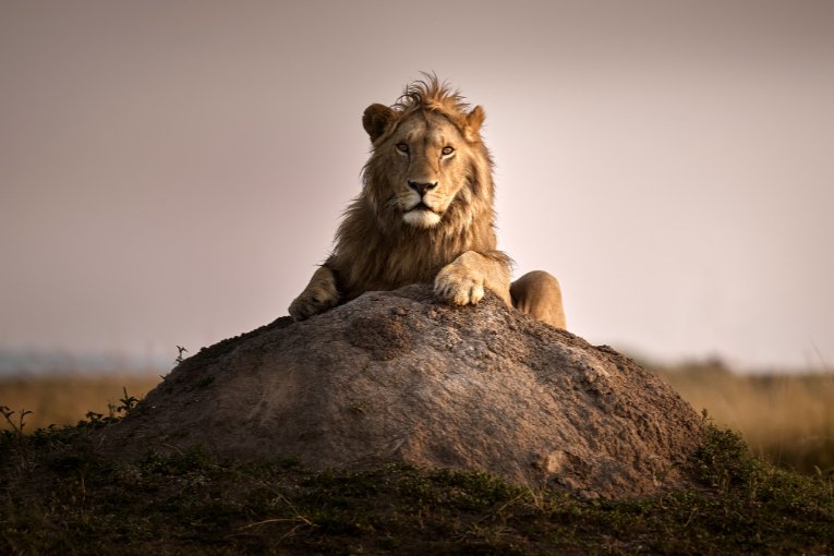 Kiongozi 
