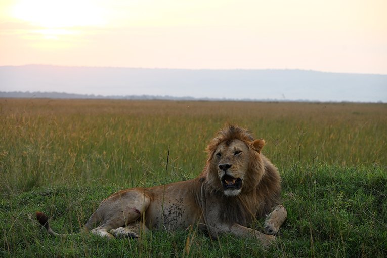 Djodjo male lion