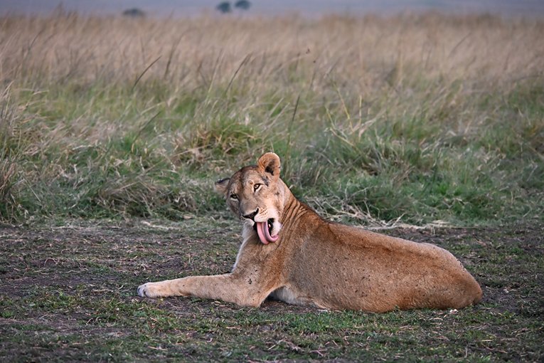 Kaleo Marsh Pride lioness