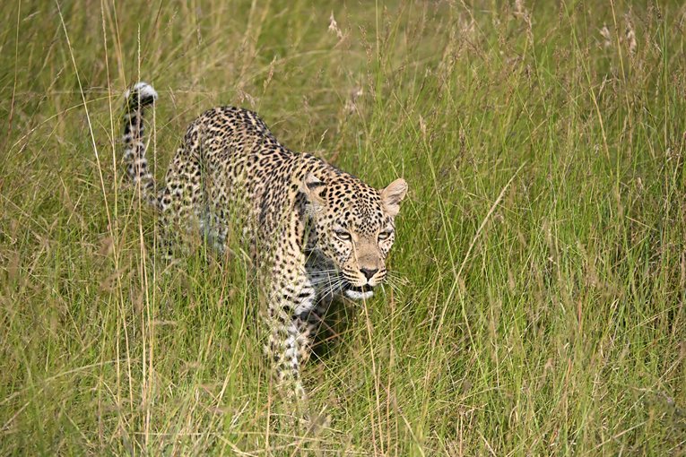 Faulu leopard