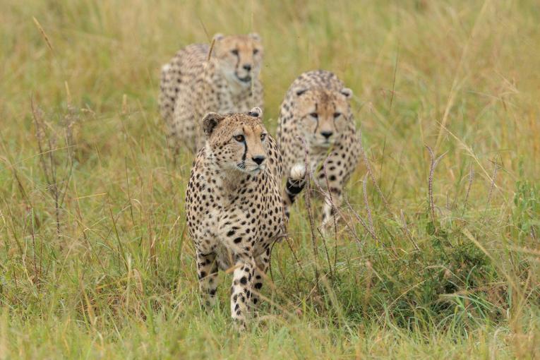 Silages's Boys, cheetahs, Masai Mara