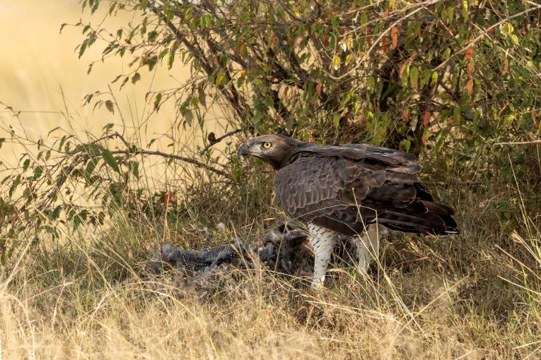 Martial eagle Masai Mara