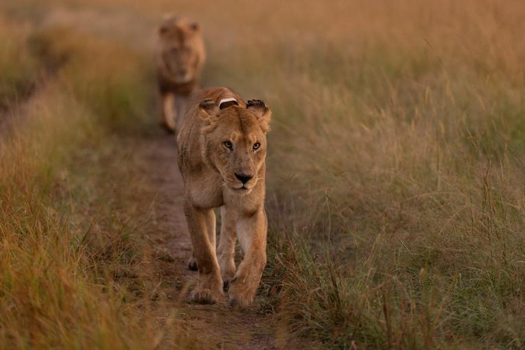 Kito, Marsh Pride, Masai Mara