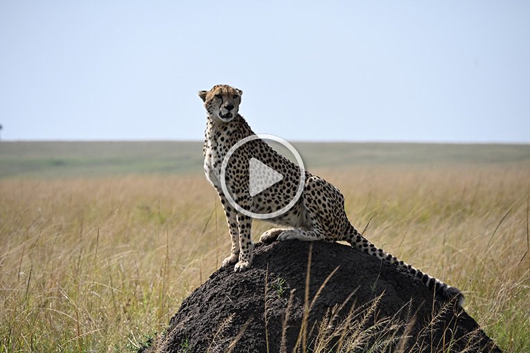 Neema cheetah