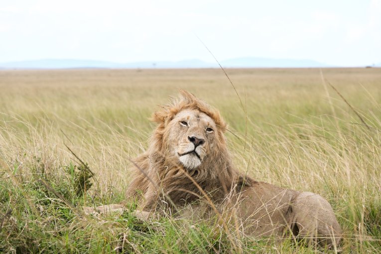 Ukingo, Topi Boys, Masai Mara
