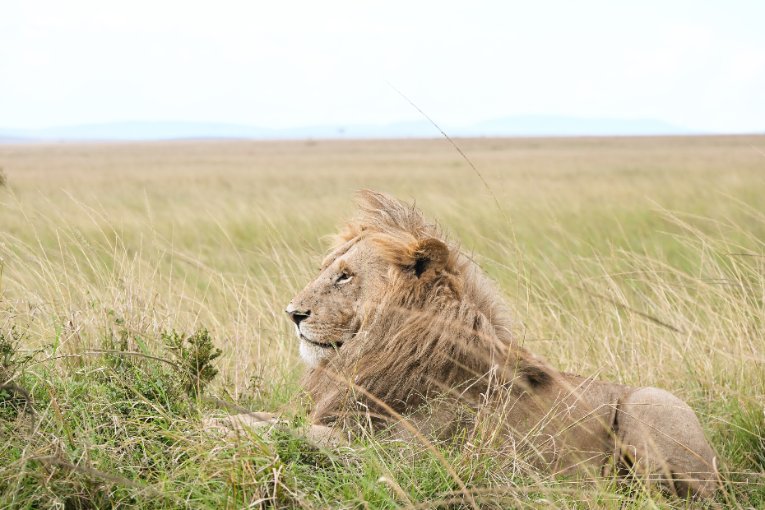 Ukingo, Topi Boys, Masai Mara