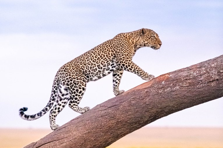 Leopard, Masai Mara
