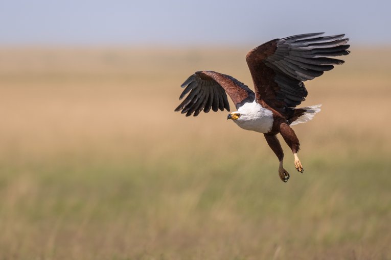 African fish eagle, Masai Mara
