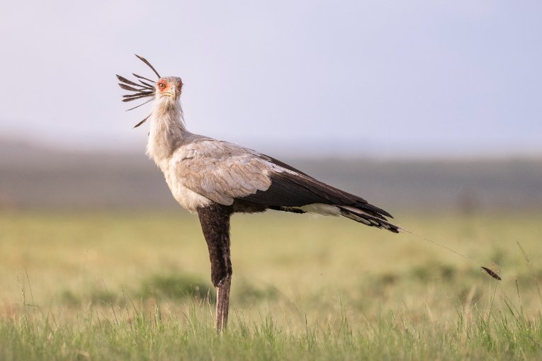 Secretary bird, Masai Mara