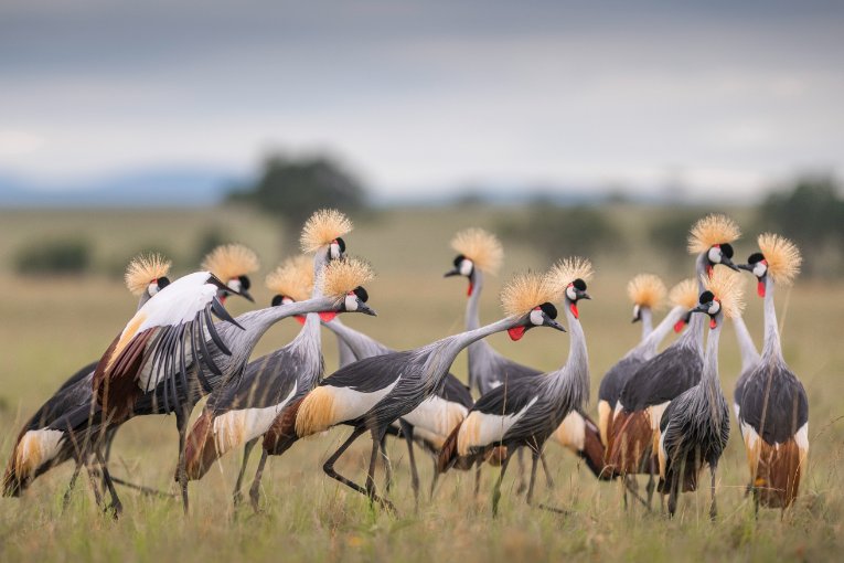 Grey crowned cranes, Masai Mara