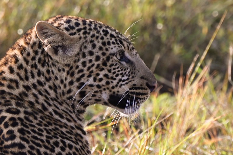 Luluka, leopard, Masai Mara