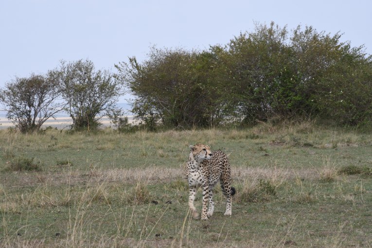 Neema cheetah Masai Mara