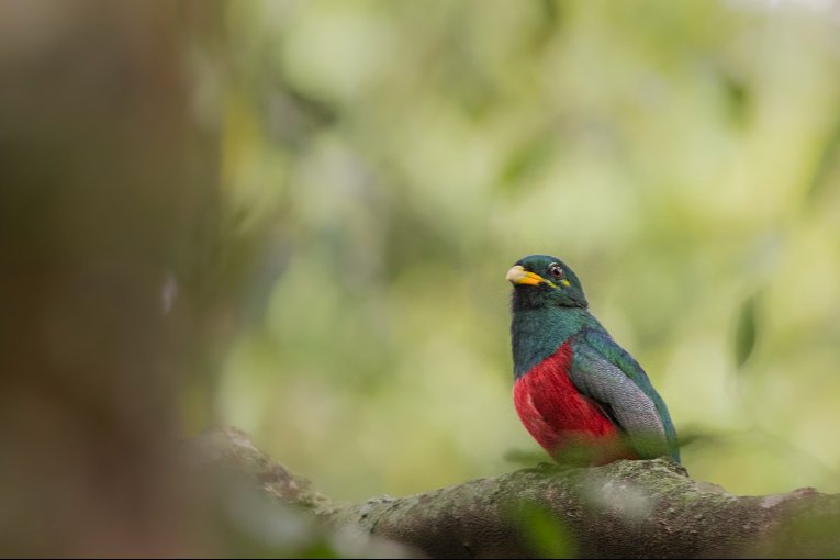Narina trogon, Masai Mara