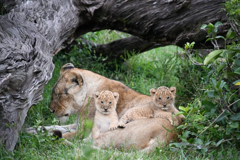 Marsh Pride Kaleo's cubs