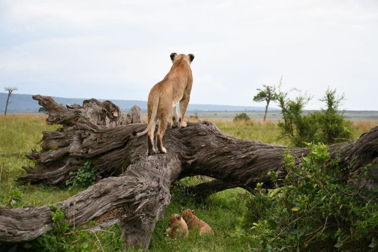 Marsh Pride Kaleo's cubs