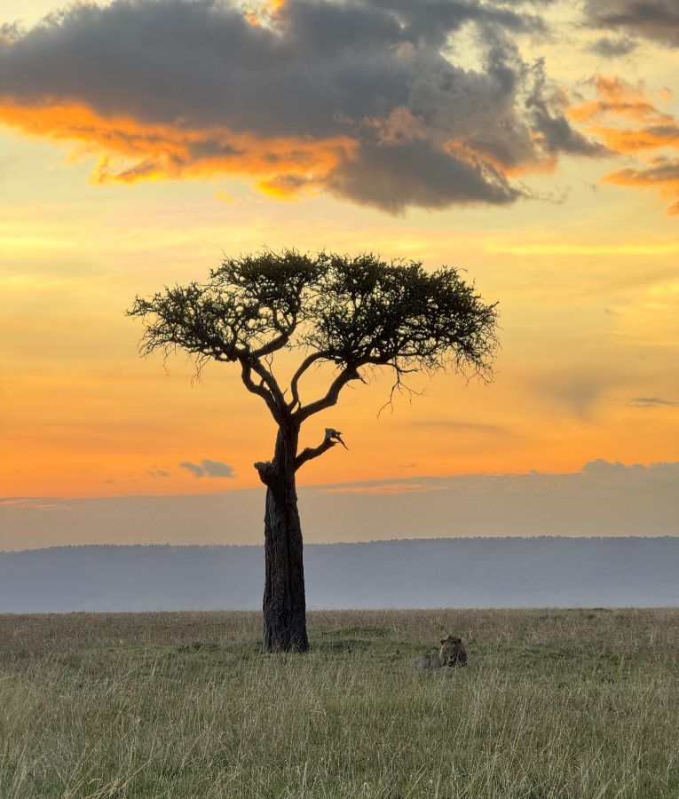 Sunset Masai Mara