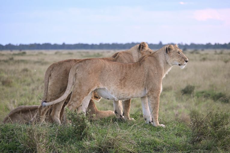 The Marsh Pride, Masai Mara
