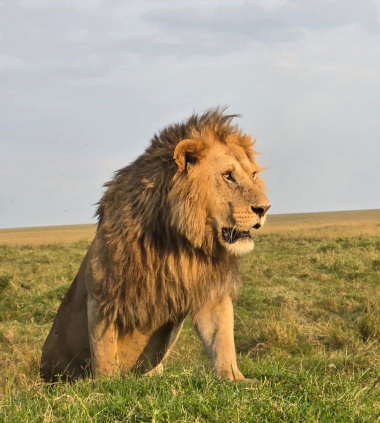 Djodjo male lion, Masai Mara