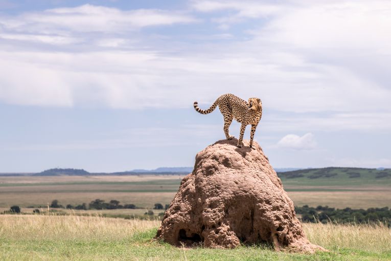 Cheetah, Masai Mara Kenya