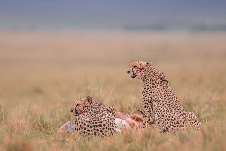 Cheetah, Masai Mara Kenya