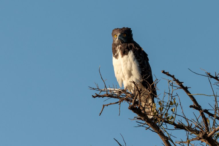 A black-chested snake eagle