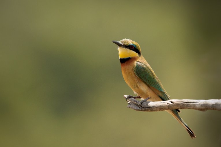 Cinnamon-chested bee-eater
