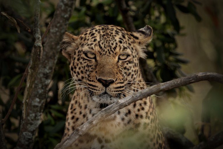 Bella2 leopard Masai Mara, Kenya