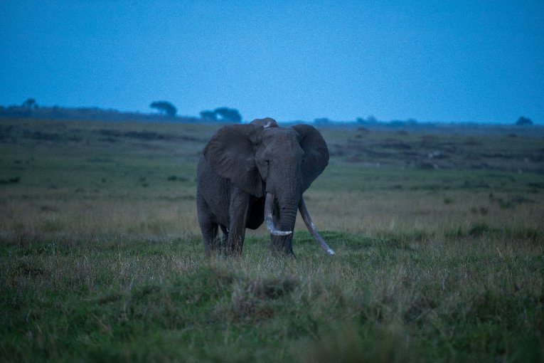 Elephant, Fred, Mara Elephant Project